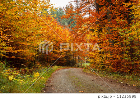 autumn road in forrest autumn road in forrest 11235999