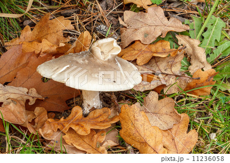 Edible autumn mushroom Edible autumn mushroom 11236058