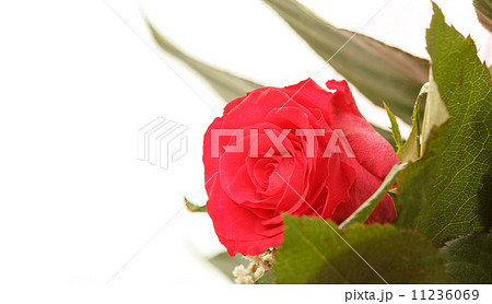 Bouquet of fresh red roses on white Bouquet of fresh red roses on white 11236069