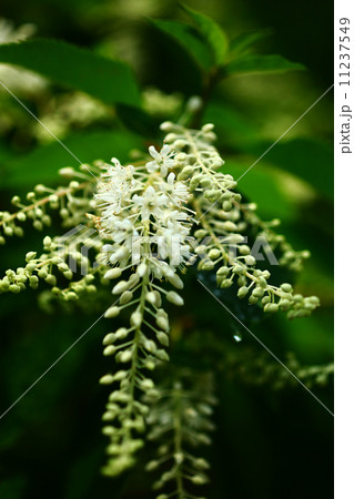 リョウブの開花 11237549