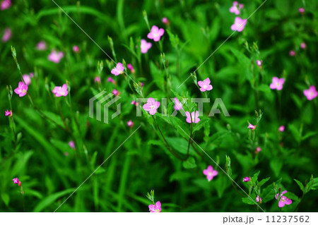 アカバナユウゲショウの花 11237562