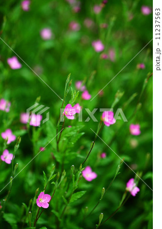 アカバナユウゲショウの花 11237563