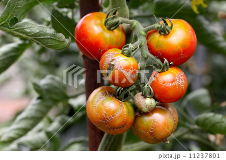 病気のトマト 病気のトマト 11237801