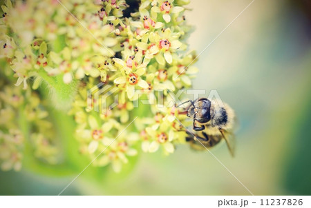 Macro of honey bee pollinating the flower. 11237826
