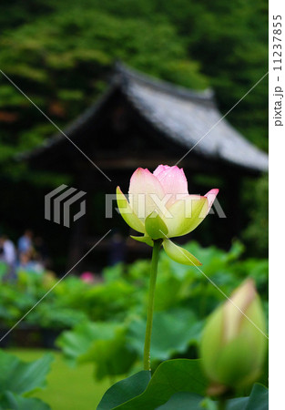 三室戸寺のハスの花 11237855