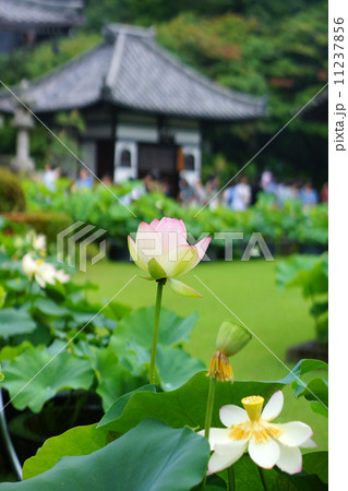 三室戸寺のハスの花 11237856