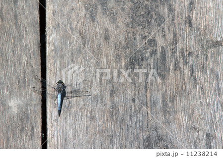wooden table with dragonfly 11238214