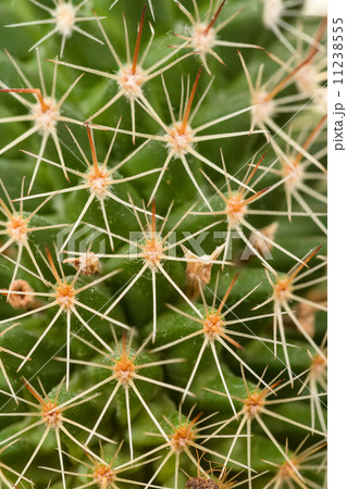 Quills and prickly cactus spines 11238555