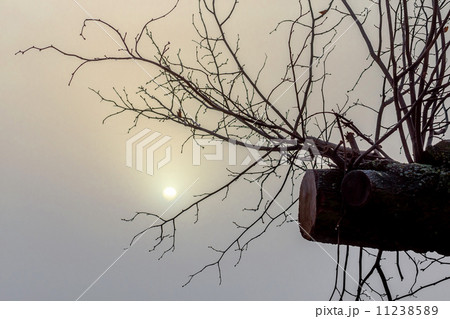 Misty morning sunrise over tree 11238589
