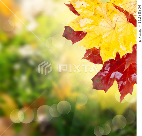 fall leaves with green grass 11238804