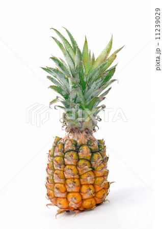 ミニパイナップル 11239029