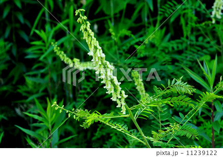 クララ クララ 11239122