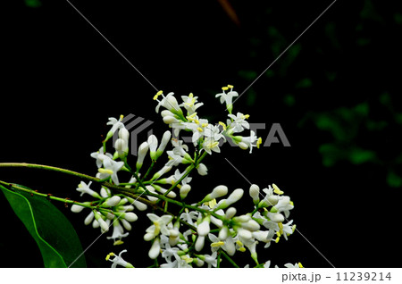 ネズミモチ花 11239214
