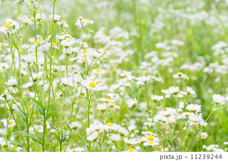 野の花 11239244