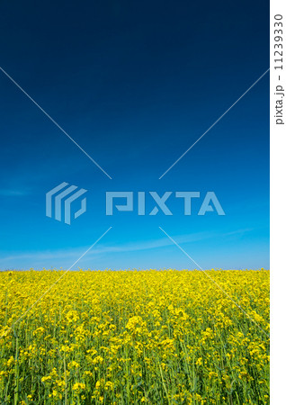 Oilseed rape field 11239330