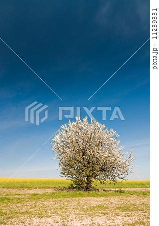 Tree 11239331