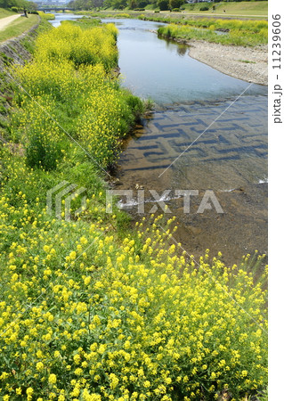 京都　春の賀茂川 11239606