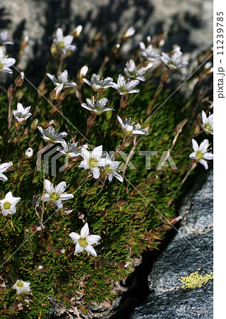 スイスの高山植物 ユキノシタ属 スイスの高山植物 ユキノシタ属 11239785