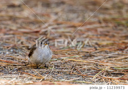 コサメビタキ2 コサメビタキ2 11239973
