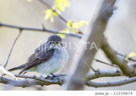 コサメビタキ3 コサメビタキ3 11239974