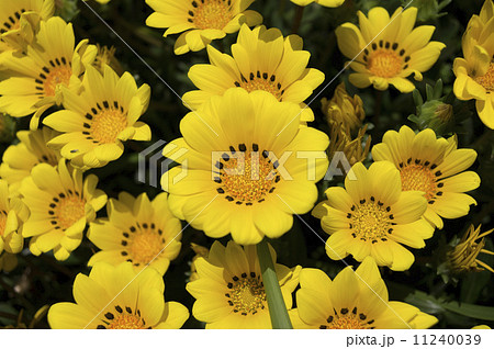 黄色いガザニアの花 11240039