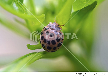 ニジュウヤホシテントウ（二十八星天道） 11240065