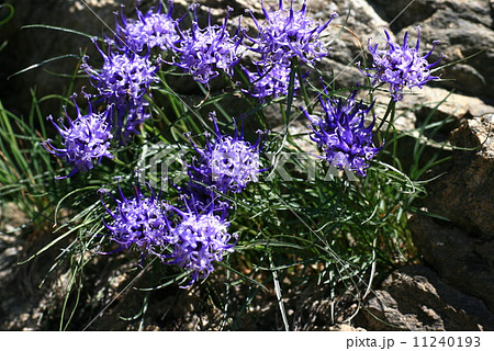 スイスの高山植物 フィテウマ・ヘミスファエリクム スイスの高山植物 フィテウマ・ヘミスファエリクム 11240193