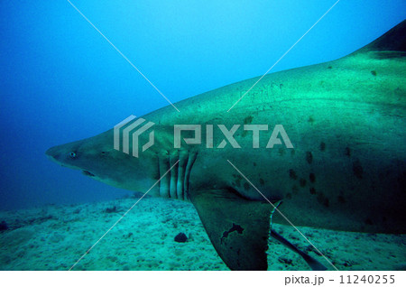 小笠原で遭遇したシロワニ 11240255