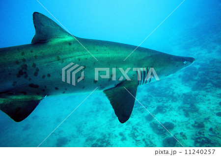 小笠原で遭遇したシロワニ 11240257