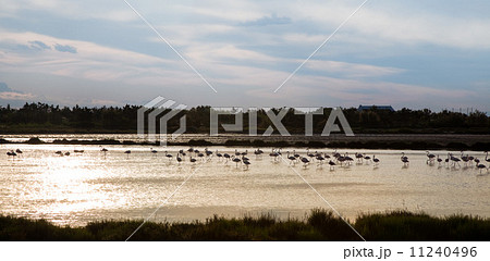 Flamingos Flamingos 11240496