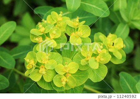 湿原の花・面白い花の付き方をするノウルシの花・横位置 湿原の花・面白い花の付き方をするノウルシの花・横位置 11240592