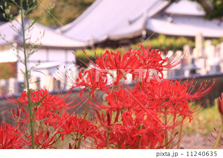 九品寺（奈良）に咲く彼岸花 11240635