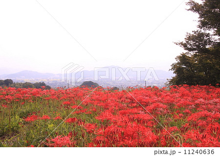 九品寺（奈良）周辺に咲く彼岸花を見て大和三山 11240636