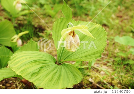 珍しい野の花 熊谷直実の背中の弓矢除けの母衣に見立てたクマガイソウの面白い花 横位置の写真素材