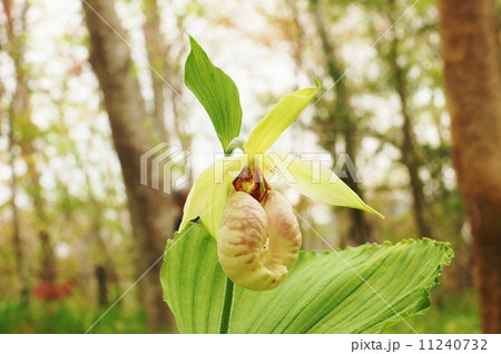 珍しい野の花 熊谷直実の背中の弓矢除けの母衣に見立てたクマガイソウの面白い花 横位置の写真素材