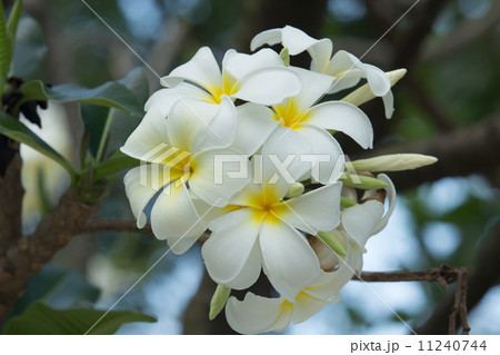 Frangipani. 11240744