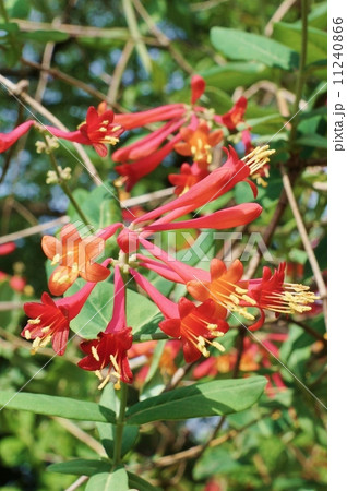 夏の樹花 葉から突き抜けて咲くように見えるツキヌキニンドウの真紅の花 縦位置の写真素材