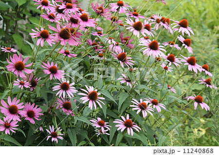 ハーブ園の風景 11240868