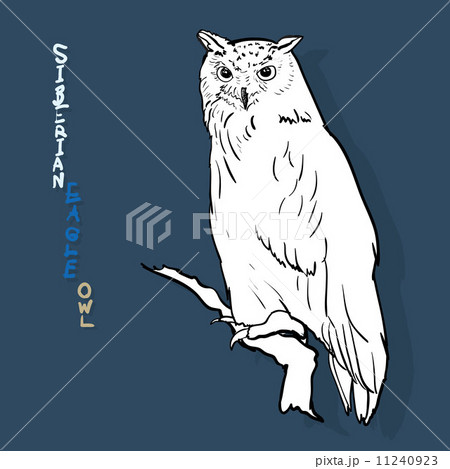 siberian eagle owl, or bubo bubo sibiricus.vector 11240923