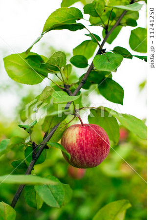 apple tree in overgrown garden 11241250