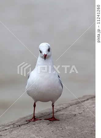 single white seagull 11241260