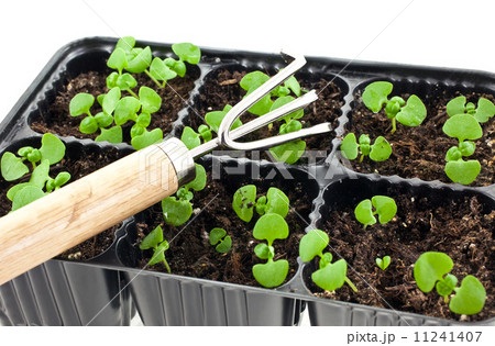 green sprouts growing from soil and a steel rake 11241407