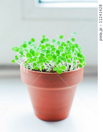 green sprout growing from soil. Isolated on white 11241428