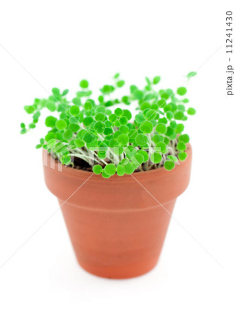 green sprouts in pot. Isolated on white 11241430
