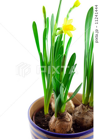 yellow narcissus in pot isolated yellow narcissus in pot isolated 11241444
