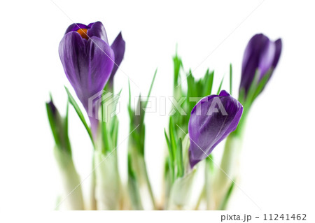 violet crocuses isolated 11241462