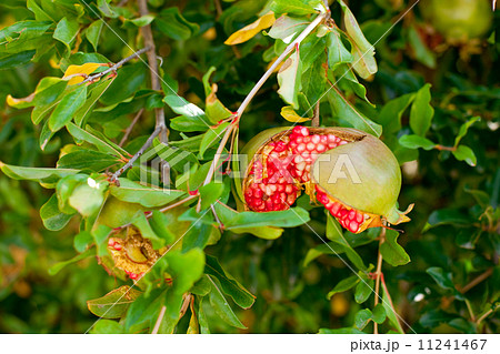 ripe red shaken pomegranate ripe red shaken pomegranate 11241467