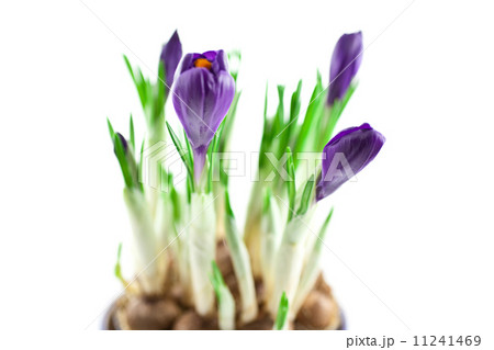 violet crocuses in a pot isolated violet crocuses in a pot isolated 11241469