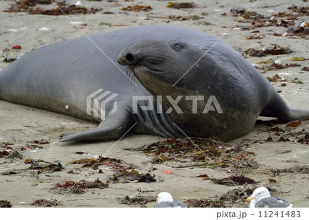 カリフォルニアのゾウアザラシ 11241483