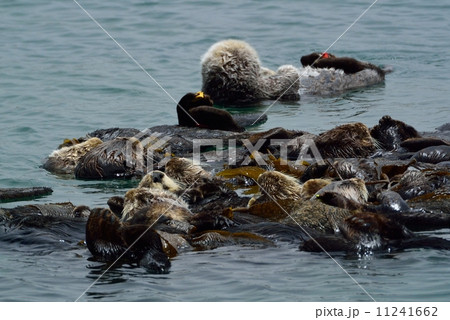 モロベイのラッコ 11241662